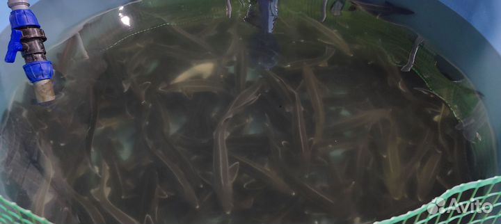 Узв для разведения рыбы