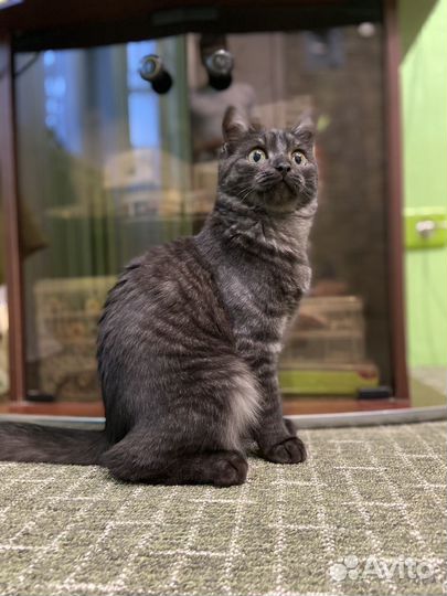 Кошка