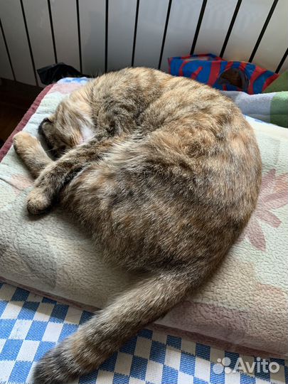 Кошки в добрые руки