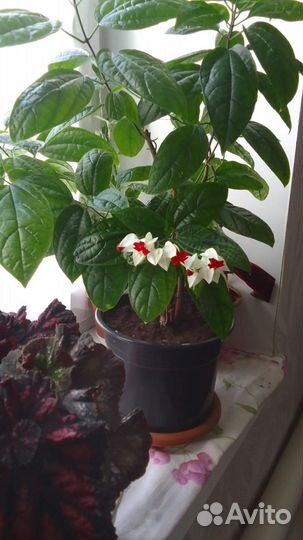 Комнатные цветы