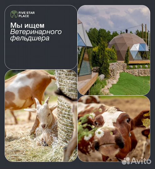 Ветеринарный фельдшер