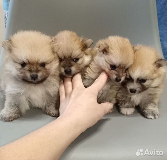 Щенки шпица