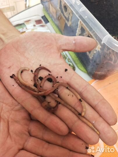 Черви для рыбалки калифорнийские