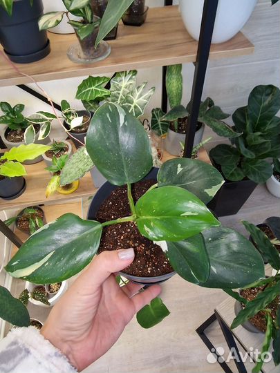 Филодендрон Вайт Визард, аглаонема Сильвер Квин