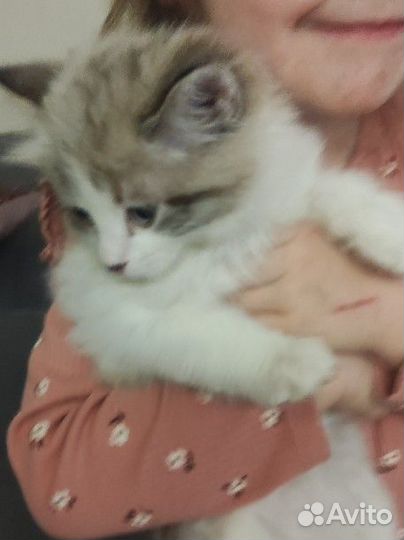 Невский маскарадный кот