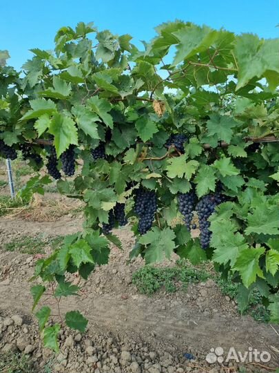 Виноград