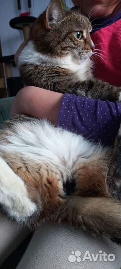 Отдам в добрые руки