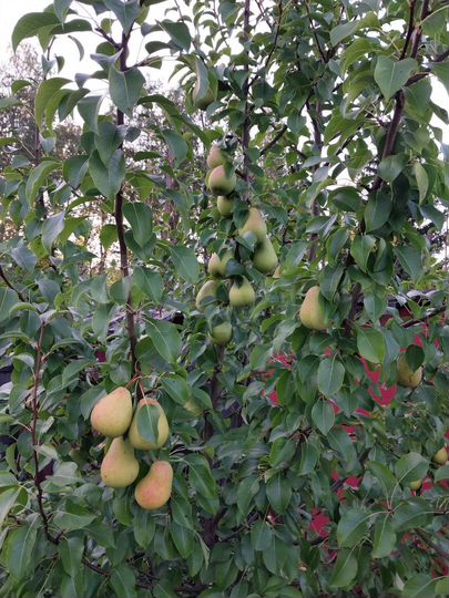 Дача 10 м² на участке 5 сот.