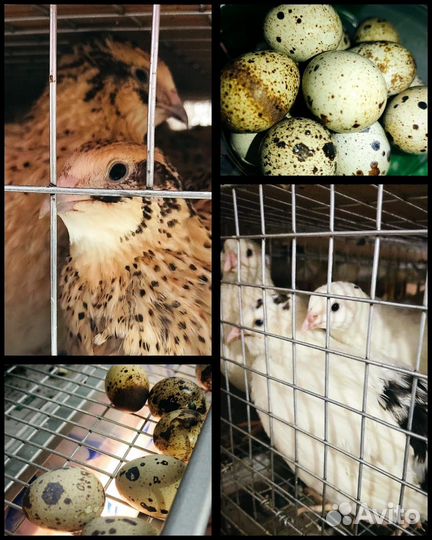 Домашняя птица перепела