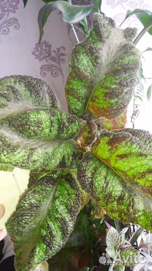 Акварельные эписции: Pink smoke, Эмбер лэйс