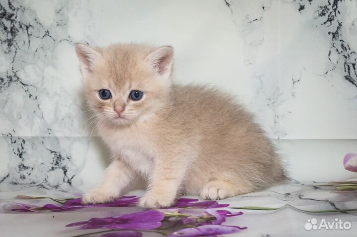 Британские котята Голубое золото Мальчики
