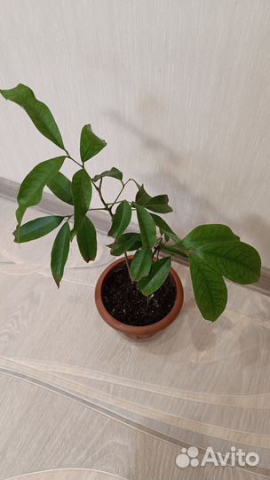 Личи растение