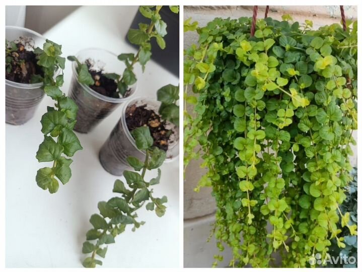 Петуния Тайдел Лизимахия Вербейник