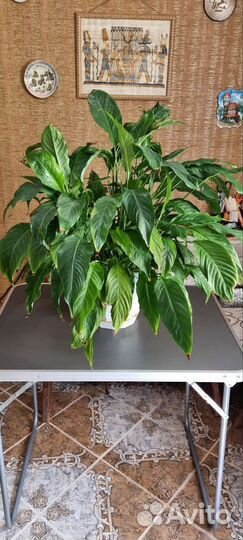 Цветок Спатифиллум