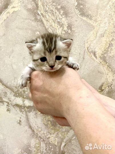 Шотландская