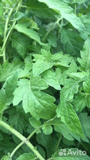 Рассада помидор