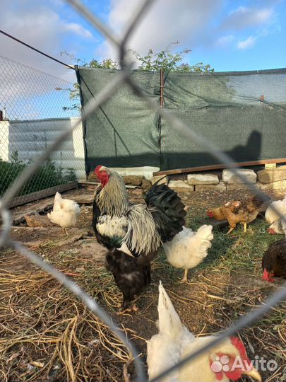 Петух брама