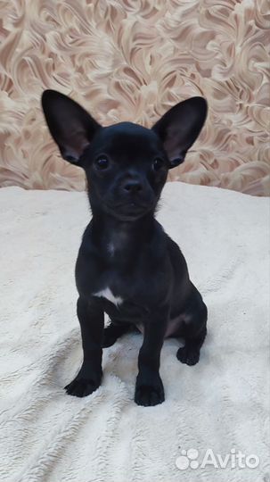 Щенки чихуахуа