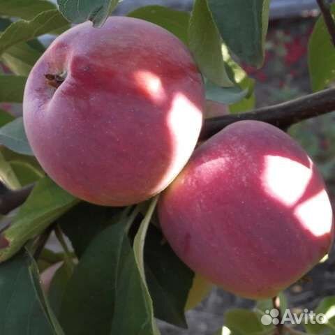 Яблоня зимняя Памяти Ульянищева