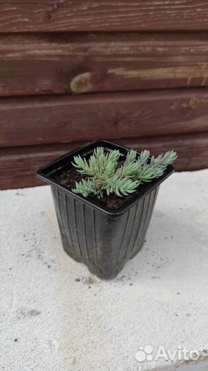 Седум скальный (Блу Форест) лат.Sedum reflexum