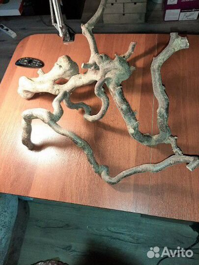 Сухие ветки