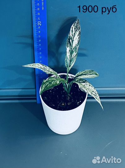 Спатифиллум сенсация вариегатная