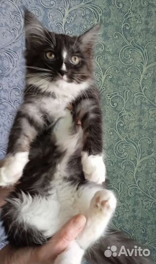 Мейн-кун котенок 4,5месяца