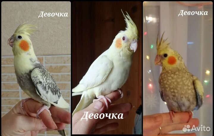 Лучший подарок любимым Ручная корелла