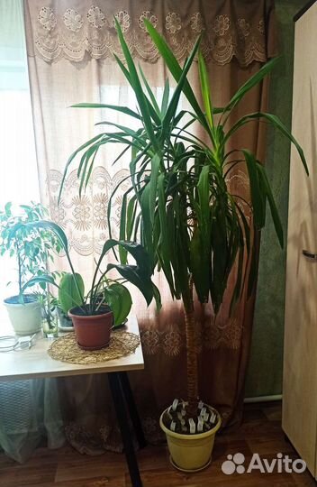 Пальма Юкка. Растение, дерево