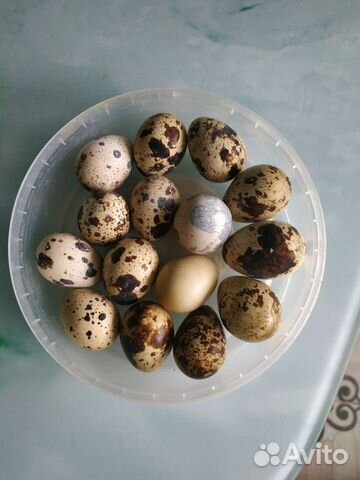 Яйца перепелиные домашние