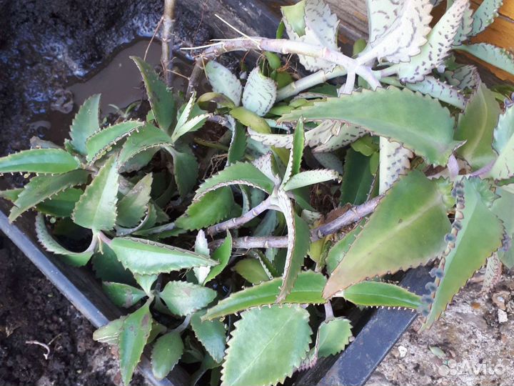 Отдам Золотой Ус, алоэ, каланхоэ, кактус