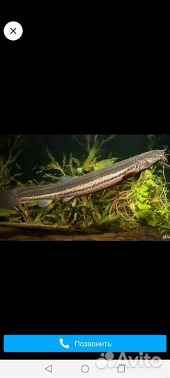 Аквариумные рыбы