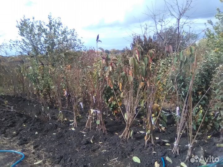 Саженцы плодовых деревьев