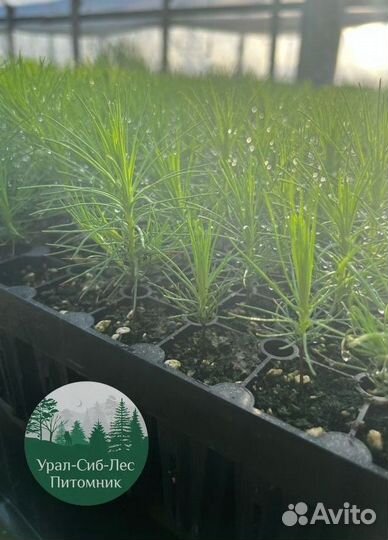 Сеянцы зкс Сосна Ель Лиственница окс Голуб Горн
