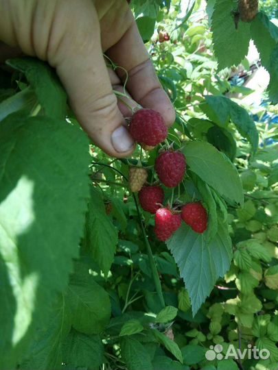 Саженцы,малина красная и желтая,крыжовник зеленый