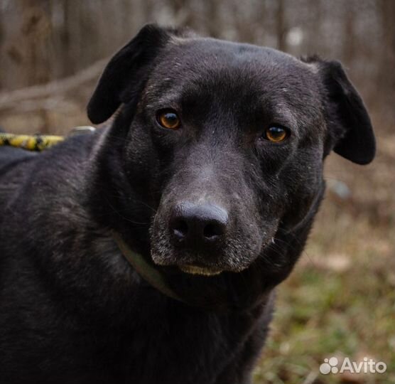 Юна, 4 года, хорошая охранница. Стерилизована