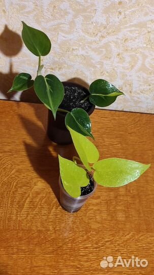 Цветы комнатные