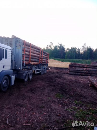 Лес кругляк сосна