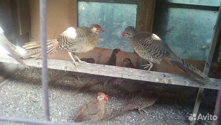 Фазаны,павлины, утки