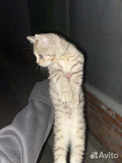 Котенок мальчик