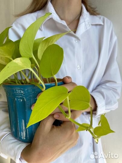 Эпипремнум, горшок 