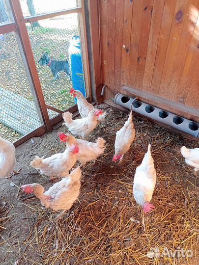 Куры несушки