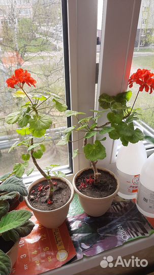 Комнатные растения цветы