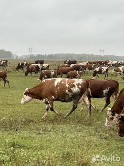 Нетель Нетели 120 голов