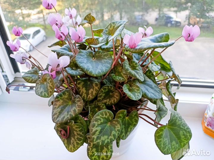 Европейский цикламен альпийская фиалка