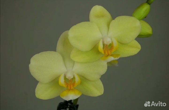 Набор:орхидея (детка), стапелия, финиковая пальма