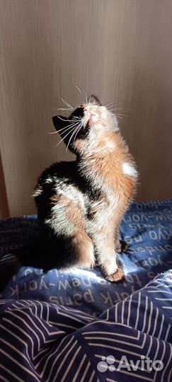 Отдам котят