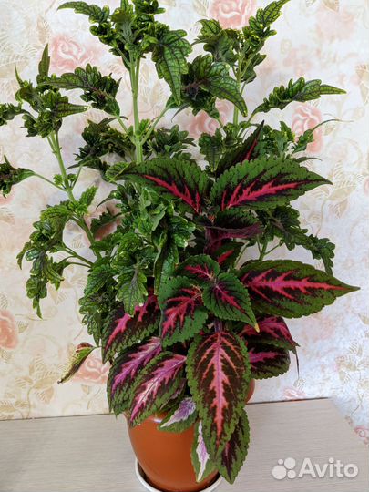 Колеусы вегетативные