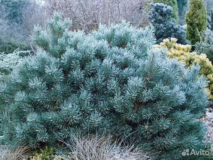 Сосна Шанти блю
