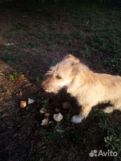 Собаки бесплатно в добрые руки